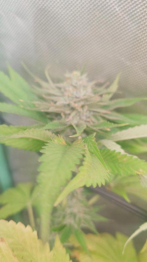 Bay burger king. Week 14