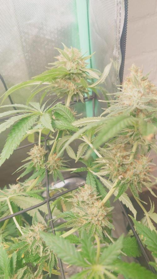 Bay burger king. Week 14