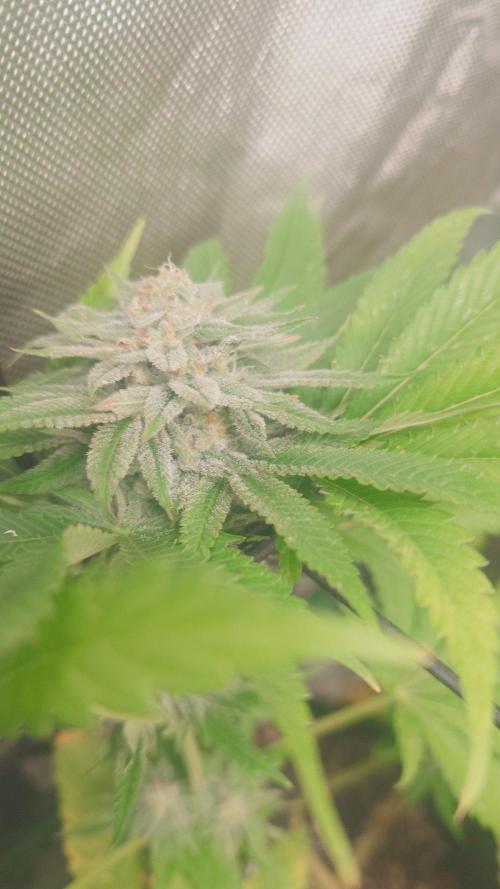 Bay burger king. Week 14