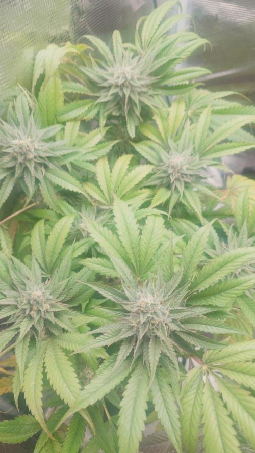 Bay burger king. Week 14
