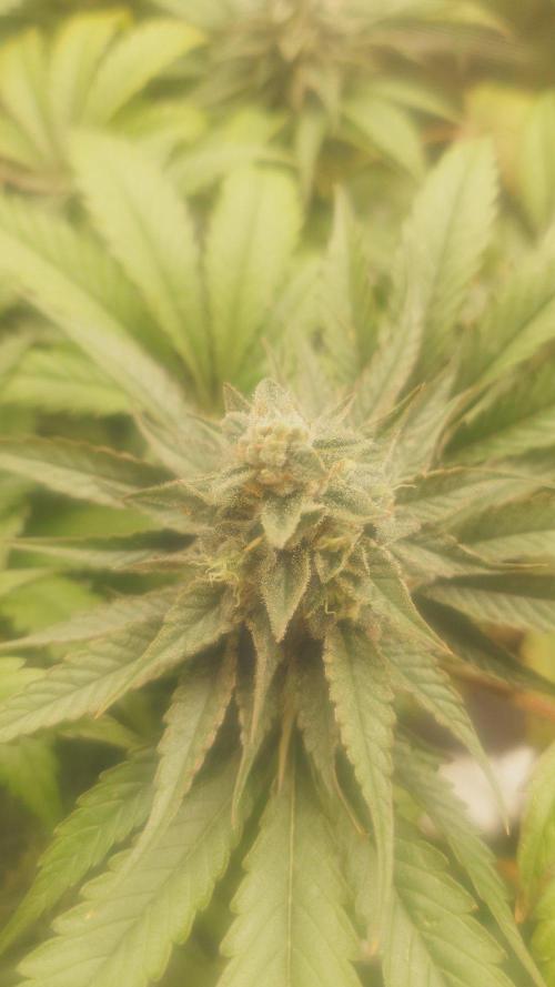 Bay burger king. Week 14