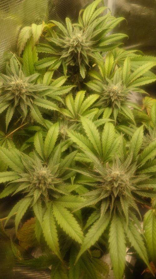 Bay burger king. Week 14