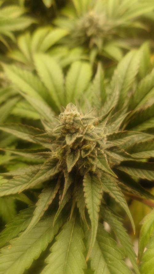 Bay burger king. Week 14