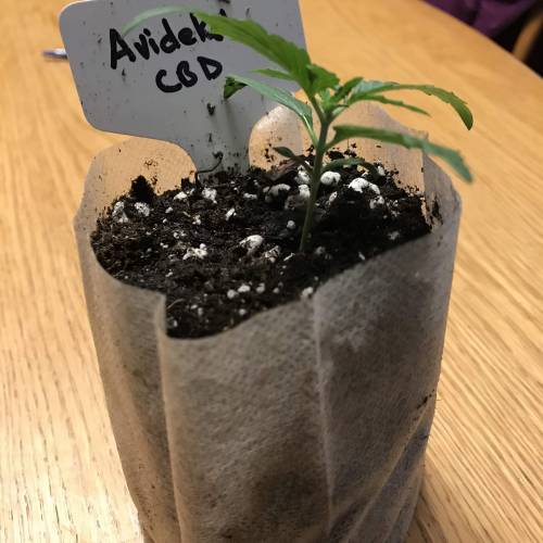 Avidekel CBD from Seed. Week 2