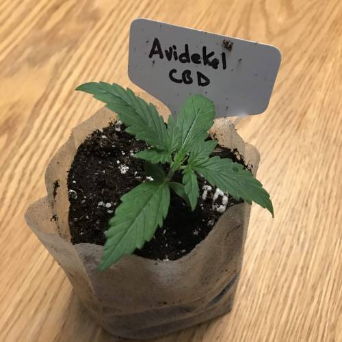 Avidekel CBD from Seed. Week 2