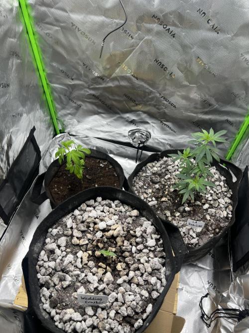 3 strain run will include Timelapse 👌. Week 2 - Plants on may 22nd 