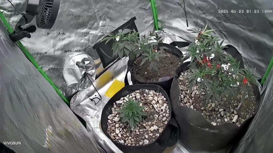 3 strain run will include Timelapse 👌