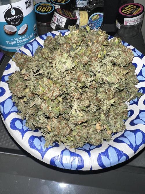 3 strain run will include Timelapse 👌. Week 23