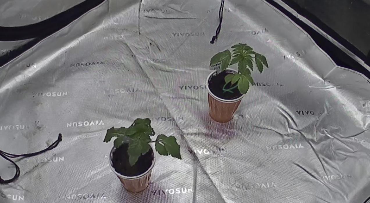 Mandarin cookies R3 Timelaps @ harvest. Week 3