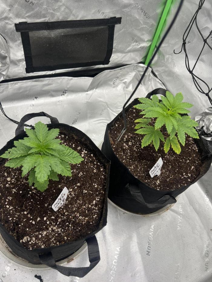 Mandarin cookies R3 Timelaps @ harvest. Week 4