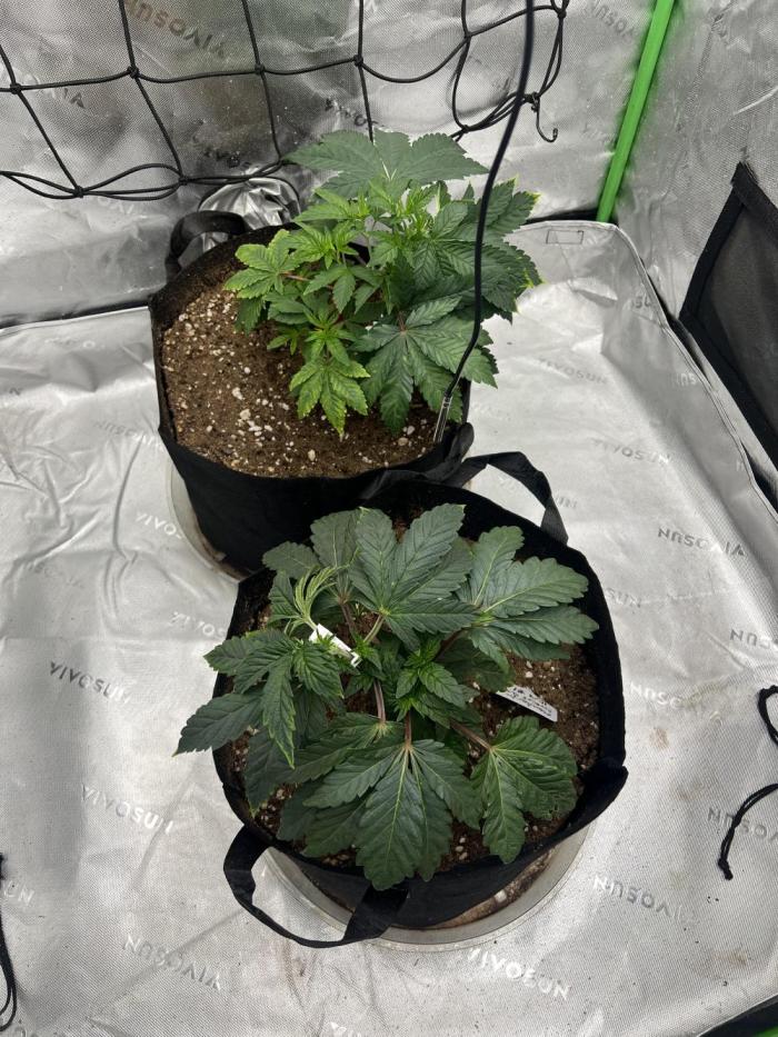 Mandarin cookies R3 Timelaps @ harvest. Week 5