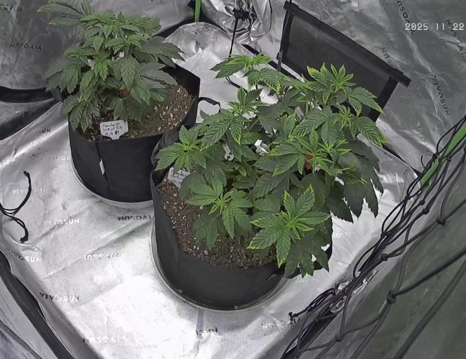 Mandarin cookies R3 Timelaps @ harvest. Week 6