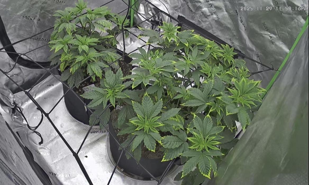 Mandarin cookies R3 Timelaps @ harvest. Week 7