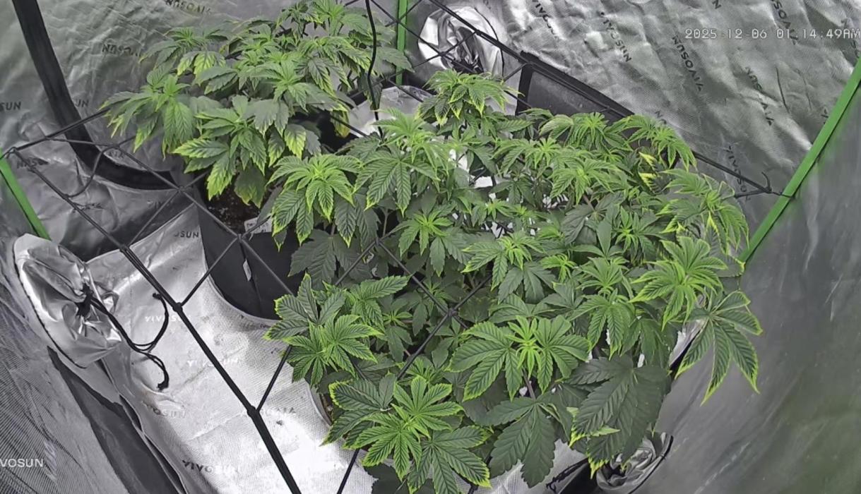 Mandarin cookies R3 Timelaps @ harvest. Week 8