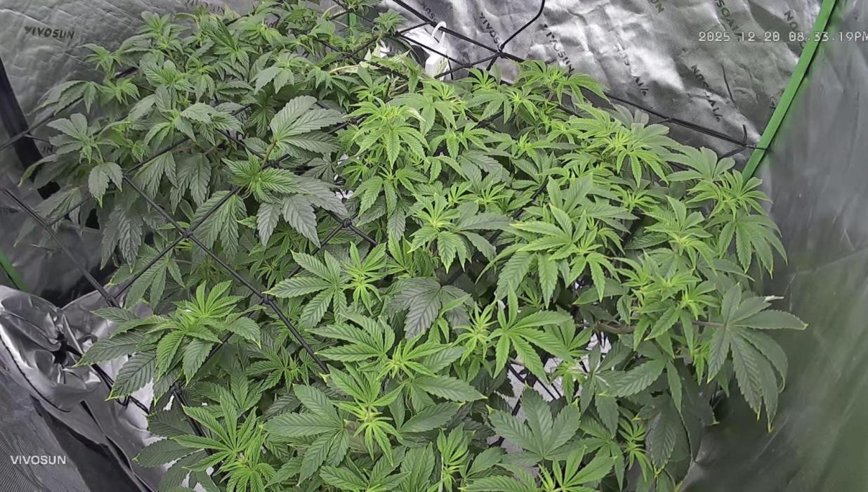 Mandarin cookies R3 Timelaps @ harvest. Week 10