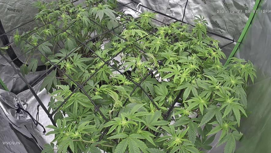 Mandarin cookies R3 Timelaps @ harvest. Week 11