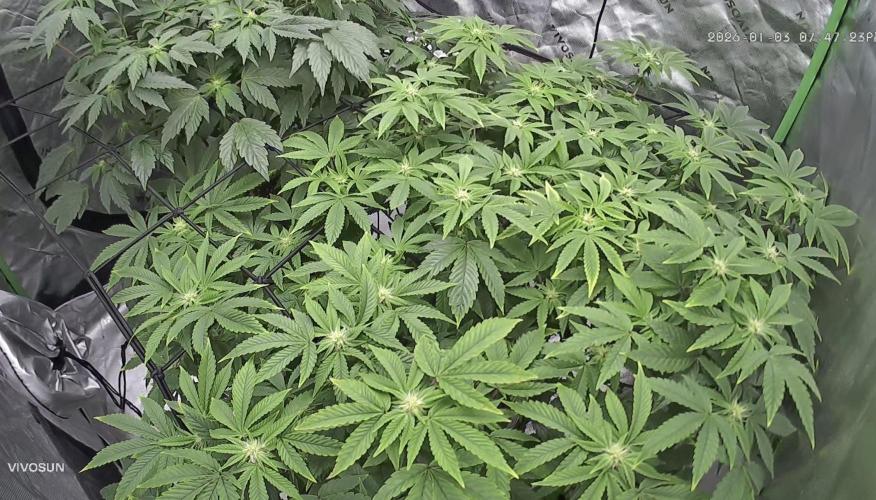 Mandarin cookies R3 Timelaps @ harvest. Week 12 - Back view 