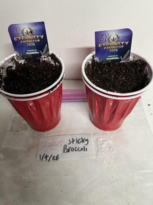 Sticky broccoli timelaps @ harvest. Week 0