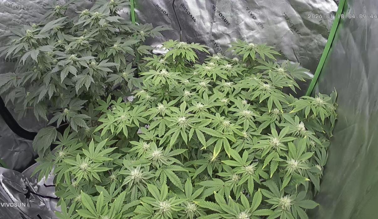 Mandarin cookies R3 Timelaps @ harvest. Week 13 - Back view