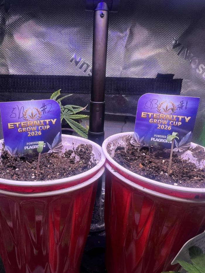 Sticky broccoli timelaps @ harvest. Week 1