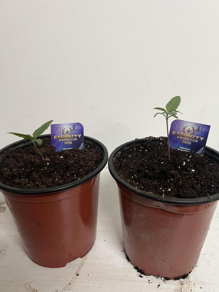 Sticky broccoli timelaps @ harvest. Week 2