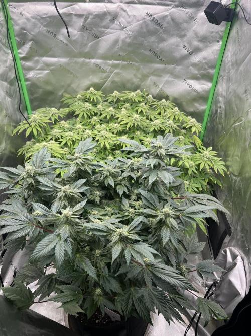 Mandarin cookies R3 Timelaps @ harvest. Week 14 - Front view 