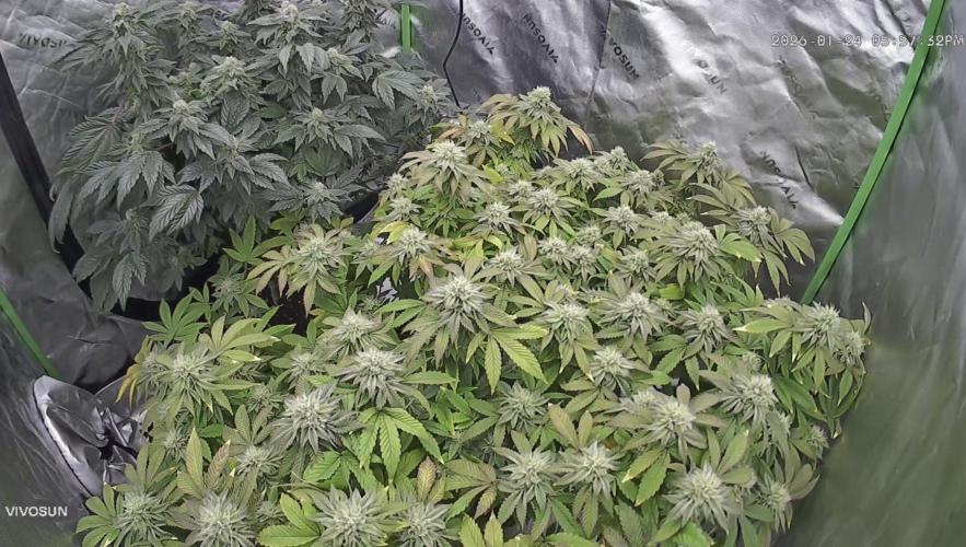 Mandarin cookies R3 Timelaps @ harvest. Week 15 - Back view 