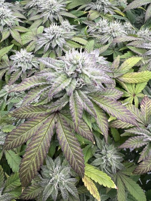 Mandarin cookies R3 Timelaps @ harvest. Week 15 - Frost shot 