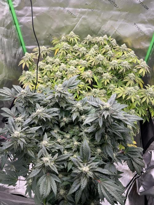 Mandarin cookies R3 Timelaps @ harvest. Week 15 - Front view 