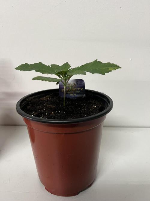 Sticky broccoli timelaps @ harvest. Week 3 - #1