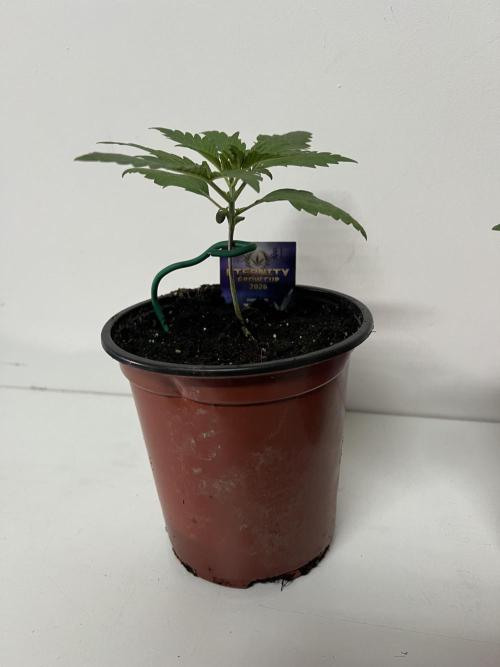 Sticky broccoli timelaps @ harvest. Week 3 - #2