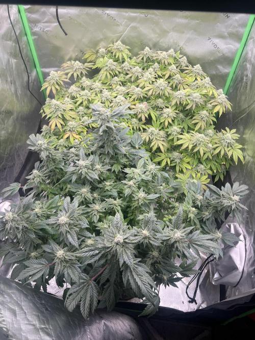 Mandarin cookies R3 Timelaps @ harvest. Week 15 - Day 43 flower 