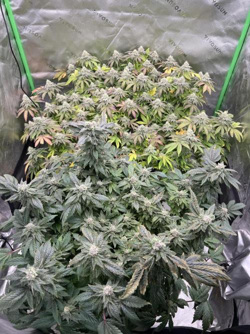 Mandarin cookies R3 Timelaps @ harvest. Week 16 - Front pic 