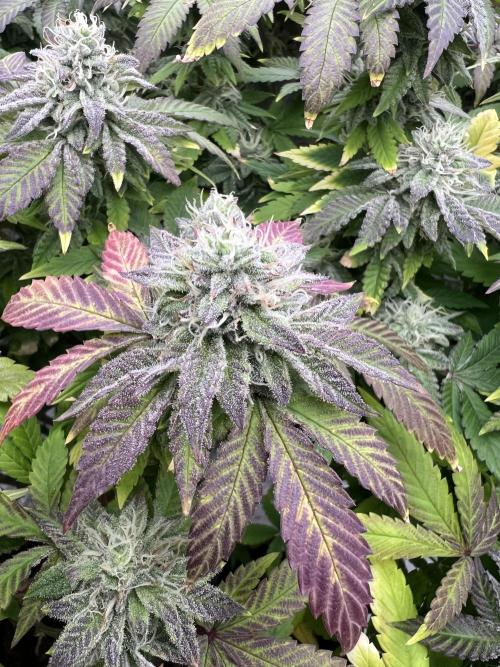 Mandarin cookies R3 Timelaps @ harvest. Week 16 - Frost shot 