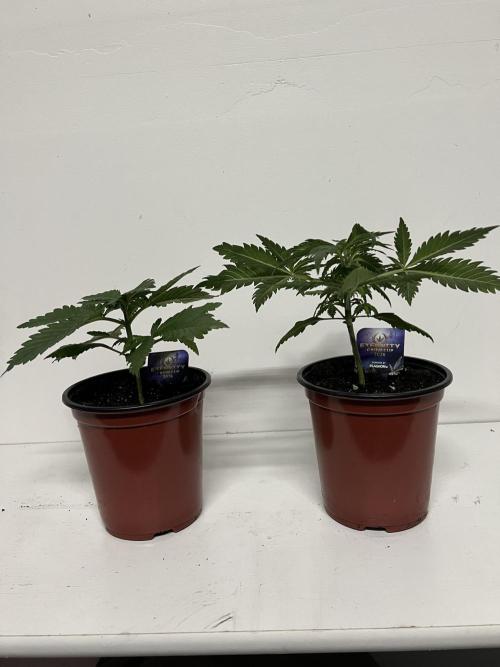 Sticky broccoli timelaps @ harvest. Week 4