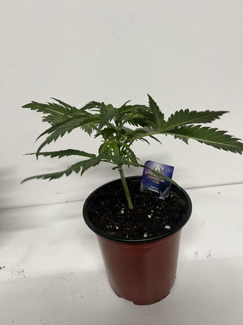 Sticky broccoli timelaps @ harvest. Week 4 - #1