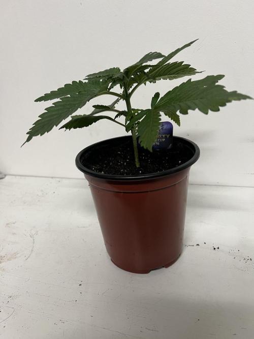 Sticky broccoli timelaps @ harvest. Week 4 - #2