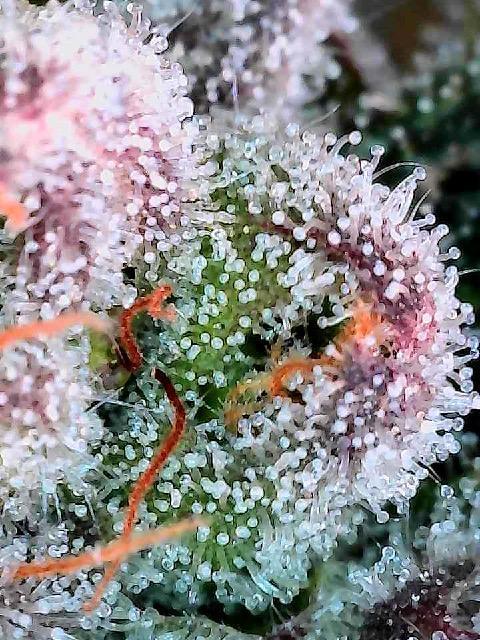 Mandarin cookies R3 Timelaps @ harvest. Week 16 - Day 54 purple fade pheno trichomes