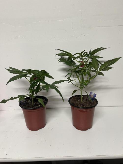 Sticky broccoli timelaps @ harvest. Week 5