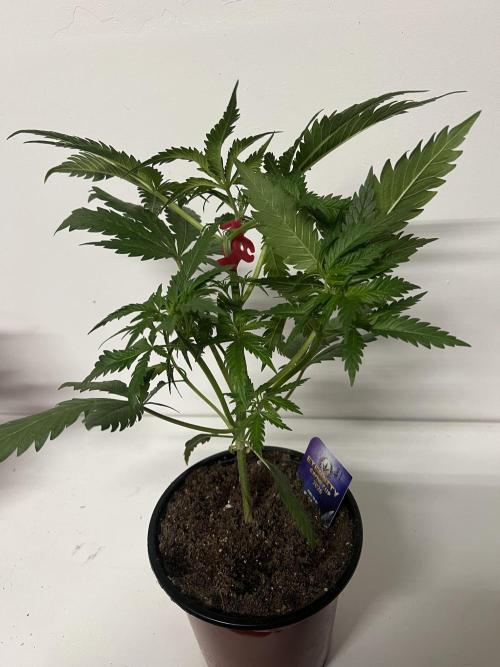 Sticky broccoli timelaps @ harvest. Week 5 - #1