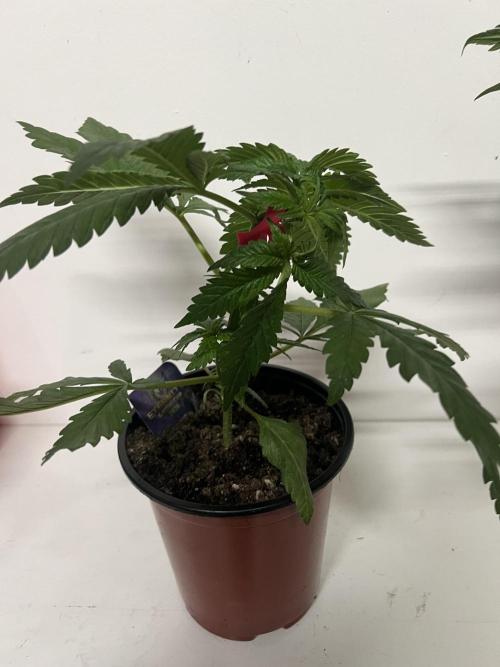 Sticky broccoli timelaps @ harvest. Week 5 - #2