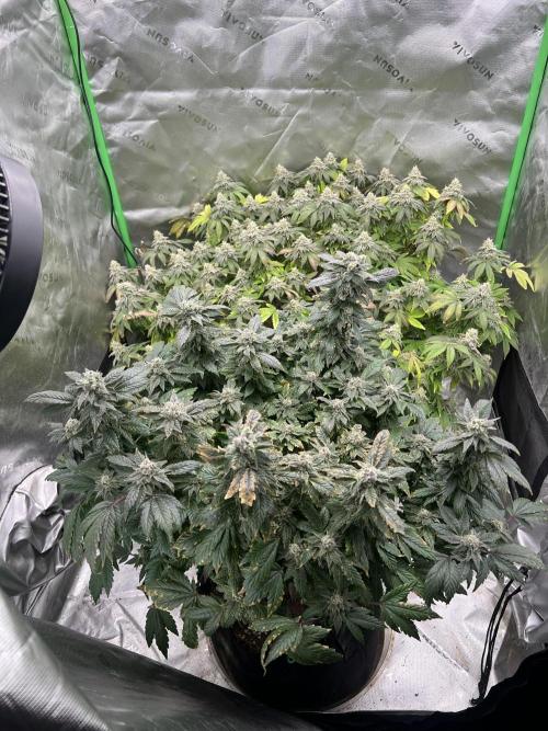 Mandarin cookies R3 Timelaps @ harvest. Week 17 - Front shot