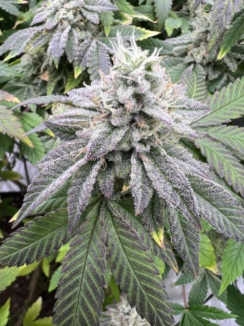 Mandarin cookies R3 Timelaps @ harvest. Week 17 - Frost shot purple fade pheno