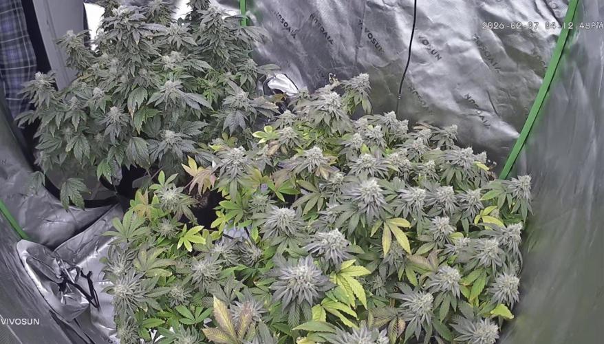 Mandarin cookies R3 Timelaps @ harvest. Week 17 - Back shot 