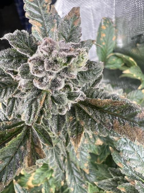 Mandarin cookies R3 Timelaps @ harvest. Week 17 - green pheno fist shot #2