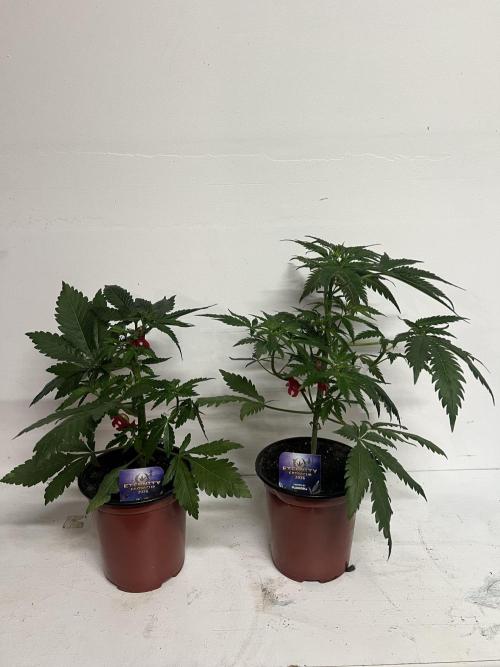 Sticky broccoli timelaps @ harvest. Week 6 - Both