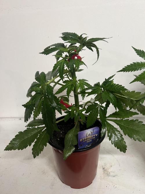 Sticky broccoli timelaps @ harvest. Week 6 - #2