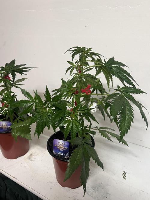 Sticky broccoli timelaps @ harvest. Week 6 - #1