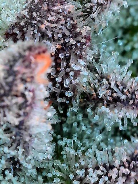 Mandarin cookies R3 Timelaps @ harvest. Week 18 - Top of the nug (green pheno)