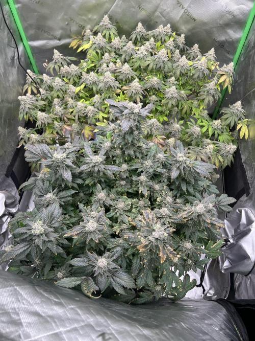 Mandarin cookies R3 Timelaps @ harvest. Week 18 - Front shot 